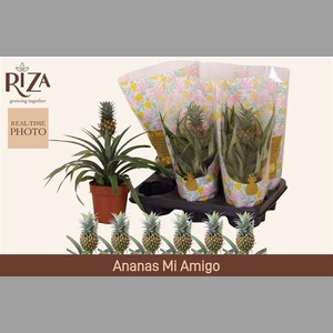 ANANAS MI AMIGO