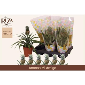 ANANAS MI AMIGO