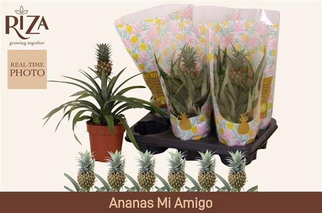 <h4>ANANAS MI AMIGO</h4>