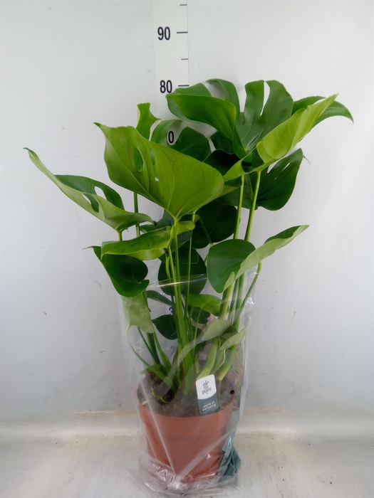 <h4>Monstera delic.</h4>