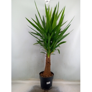 Yucca elephantipes   ...