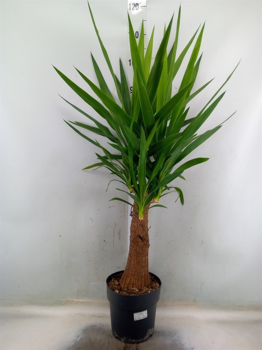 <h4>Yucca elephantipes   ...</h4>