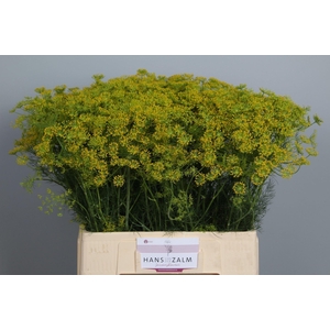 ANETHUM GRAVEOLENS ANET GRAVEOLENS
