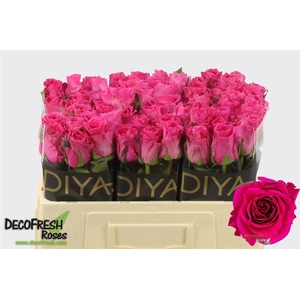 Rosa a grande fleur Primrose