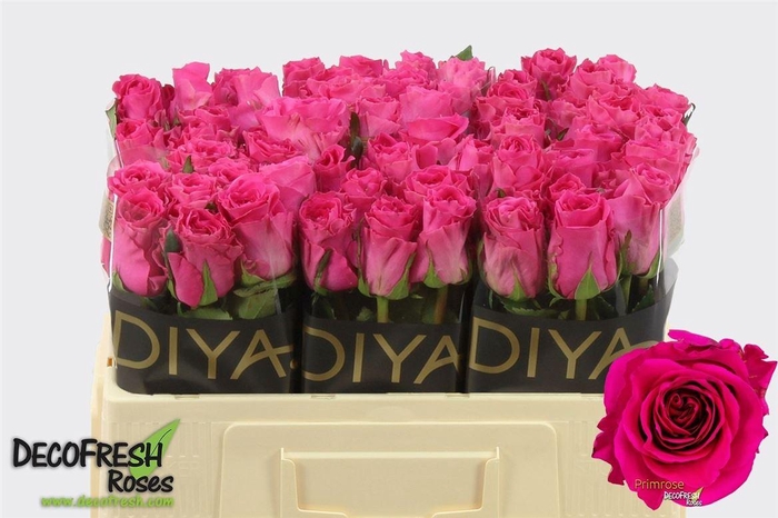 <h4>Rosa a grande fleur Primrose</h4>