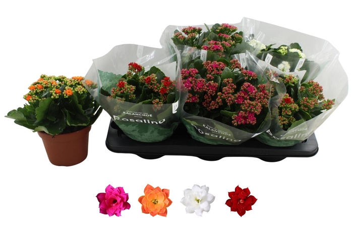 <h4>KAL GE RO GEM 4 KL</h4>