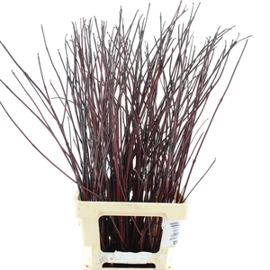 Cornus Alba Kesselri