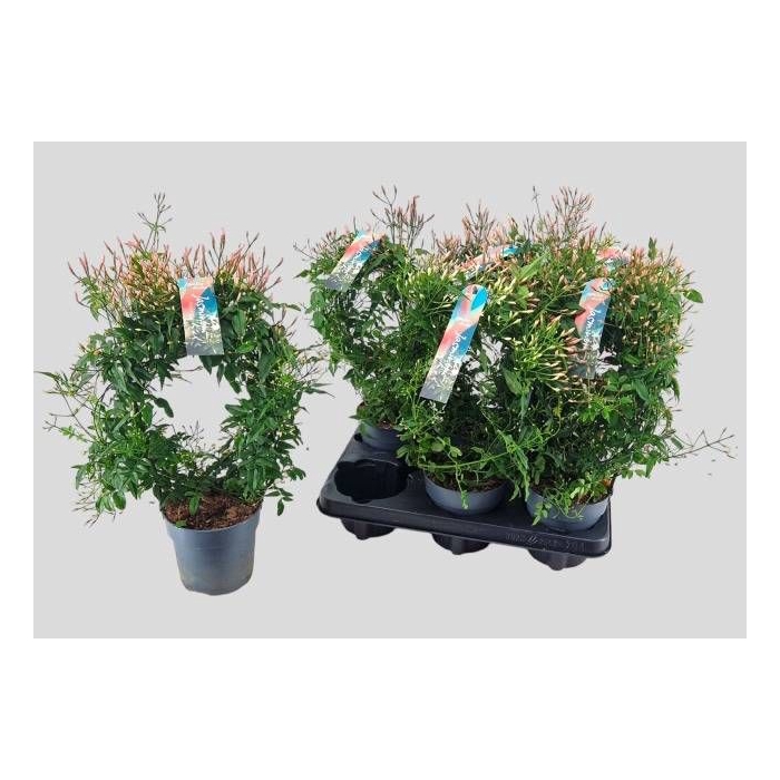 <h4>JASM POLYANTHUM WIT</h4>
