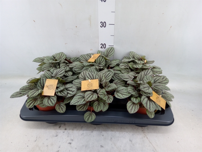 <h4>Peperomia</h4>