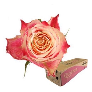 R Gr Chapeau - In Box