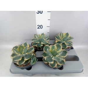 Agave potatorum