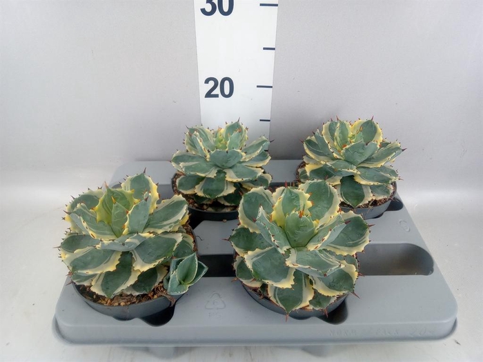 <h4>Agave potatorum</h4>
