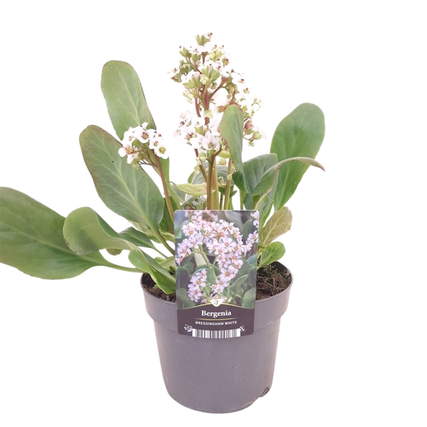 <h4>Bergenia Bressingham White</h4>