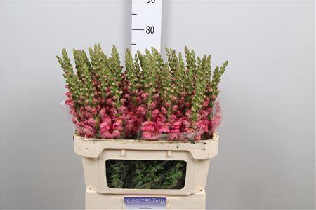<h4>Antirrhinum majus 'Poto Rose'</h4>