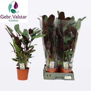 CTENANTHE COMPACTSTA