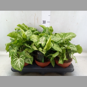 Syngonium  'Arrow'