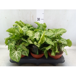 Syngonium  'Arrow'