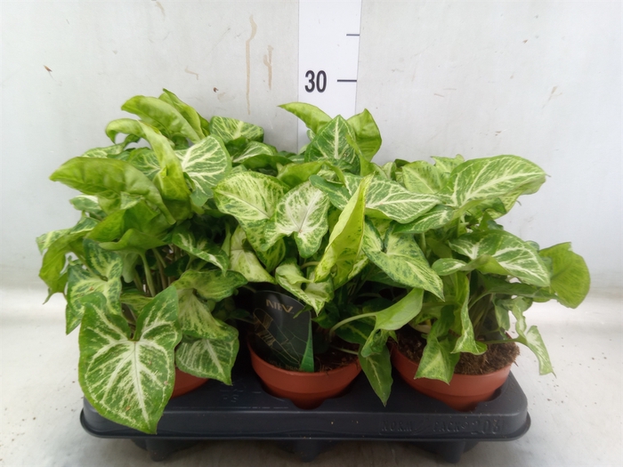<h4>Syngonium  'Arrow'</h4>