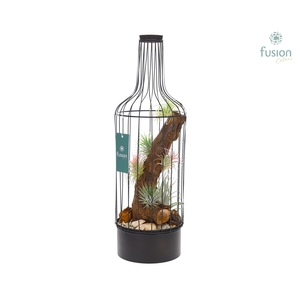 Metaal fles zwart Large met Tillandsia Air Plants