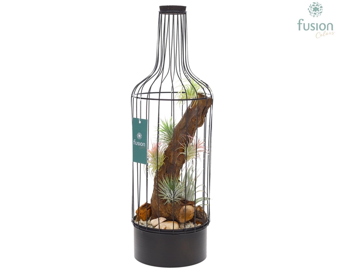 <h4>Metaal fles zwart Large met Tillandsia Air Plants</h4>