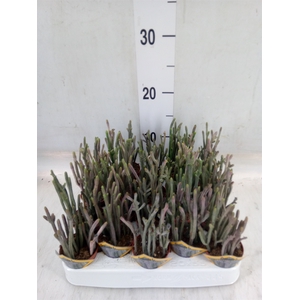 Crassula   ...