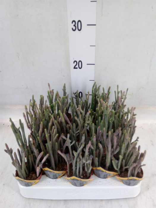 <h4>Crassula   ...</h4>