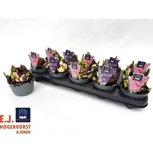 HYACIN MULT GEM 2 KL