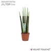 Sansevieria VELVET TOUCHZ® Pastel Groen
