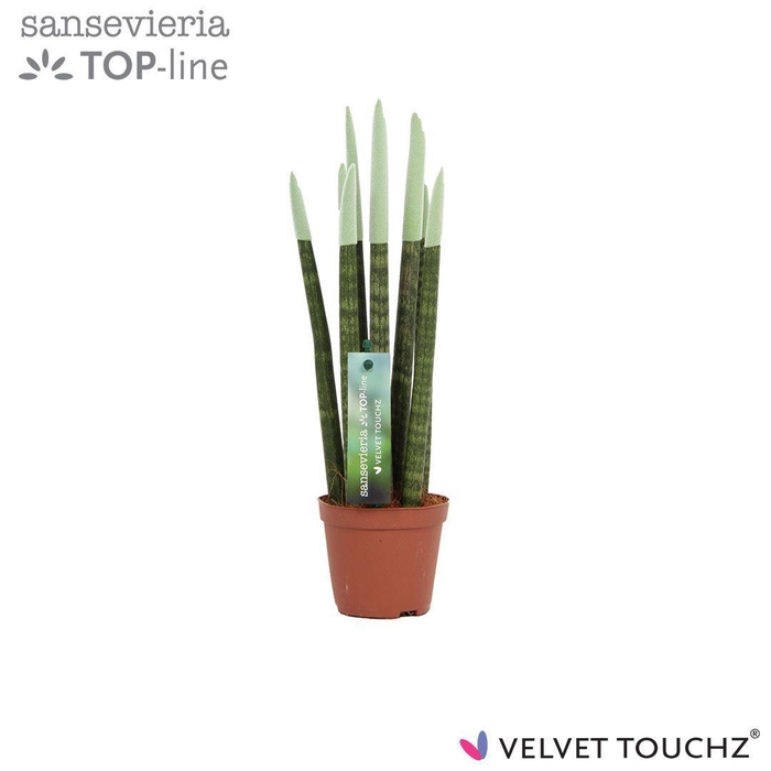 Sansevieria VELVET TOUCHZ® Pastel Groen