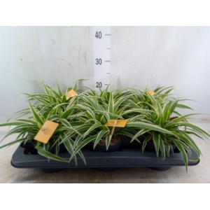 Chlorophytum com. 'Ocean'