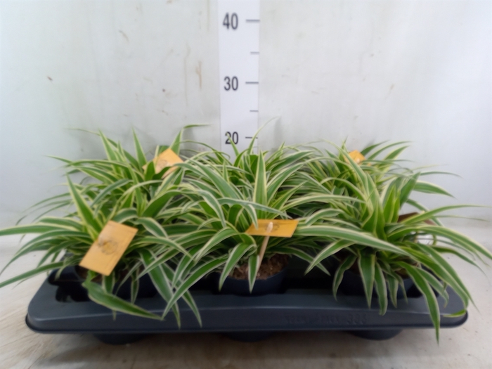 <h4>Chlorophytum com. 'Ocean'</h4>