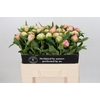 Paeonia Pink Giant