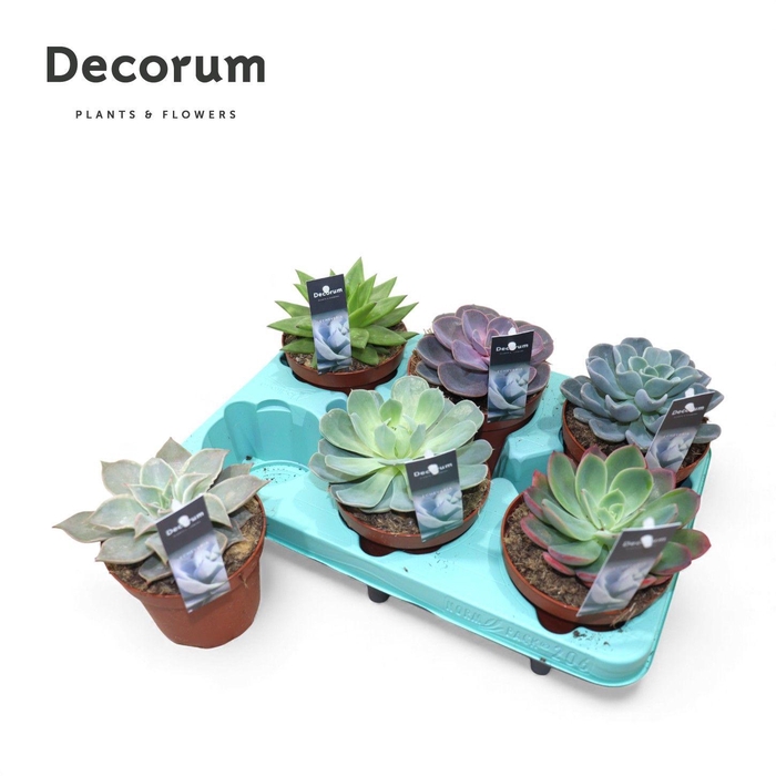 <h4>Echeveria Mix (Decorum)</h4>