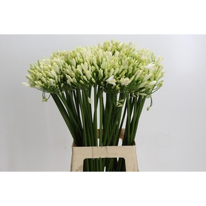 Agapanthus Gletsjer