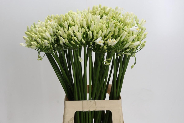 <h4>Agapanthus Gletsjer</h4>