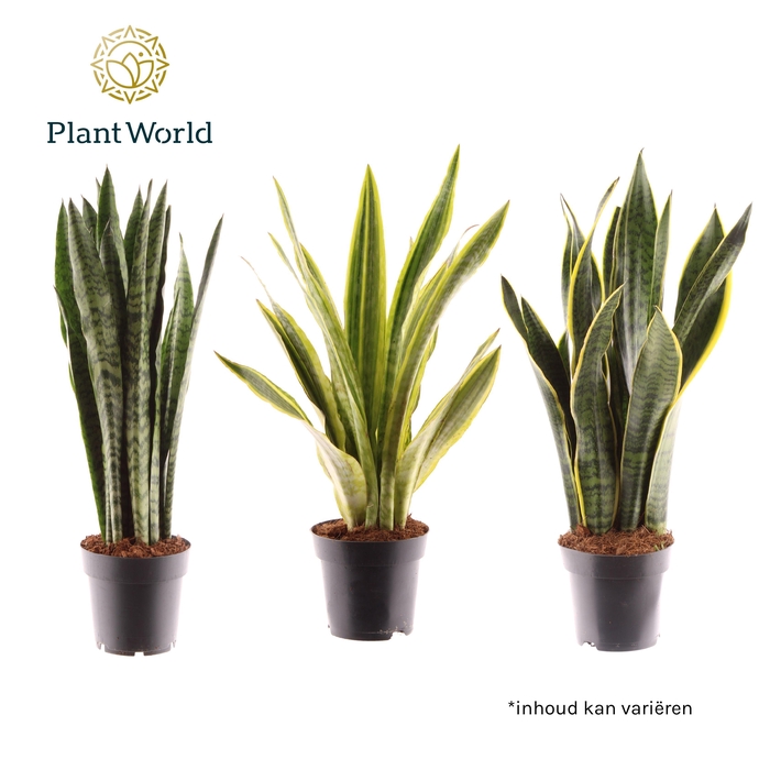 <h4>Sansevieria mix</h4>