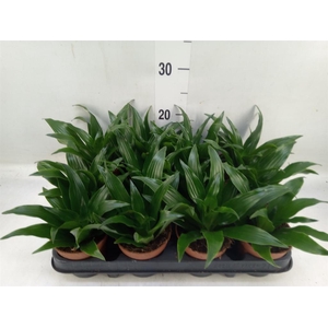 Dracaena frag. 'Compacta'