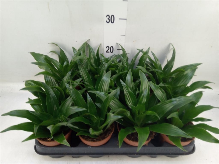 <h4>Dracaena frag. 'Compacta'</h4>