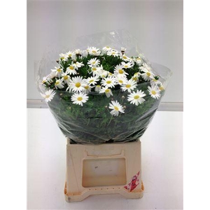 Leuc Vulg Margriet
