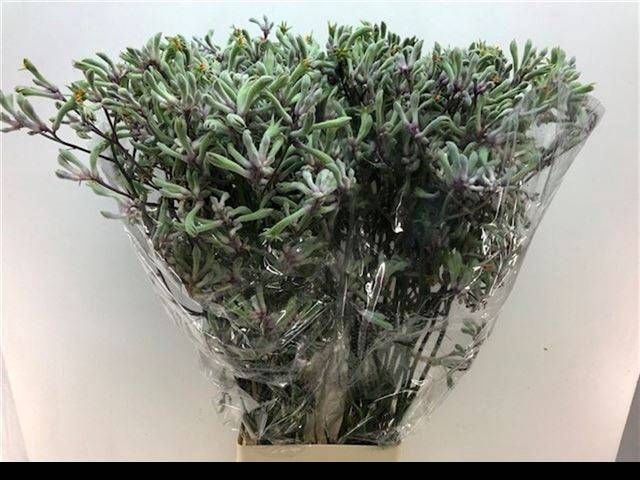 <h4>ANIGOZ LILAC QUEEN</h4>