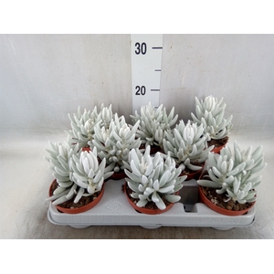 Senecio   ...