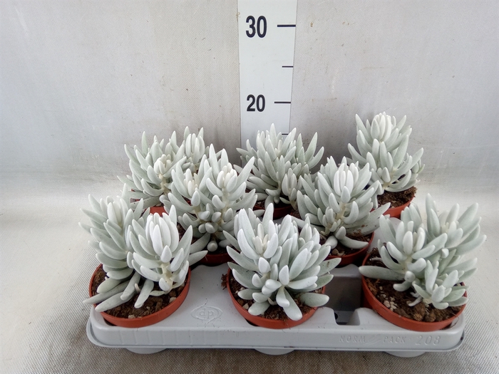 <h4>Senecio   ...</h4>