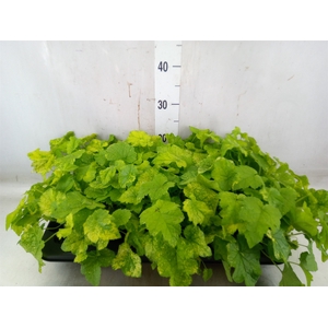 Tolmiea menziesii   ...variegated