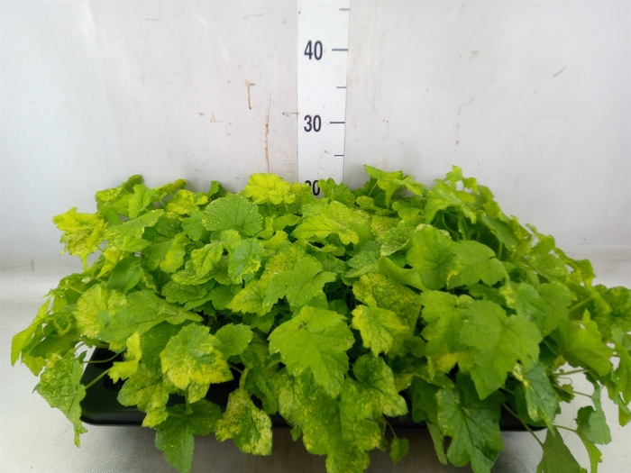 <h4>Tolmiea menziesii   ...variegated</h4>