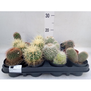 Cactus   ...mix