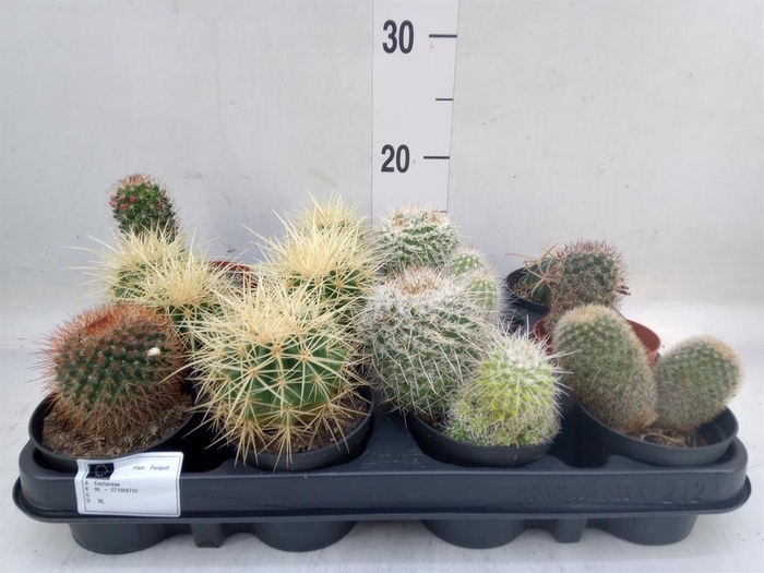 <h4>Cactus   ...mix</h4>
