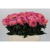 Dahlia Esli