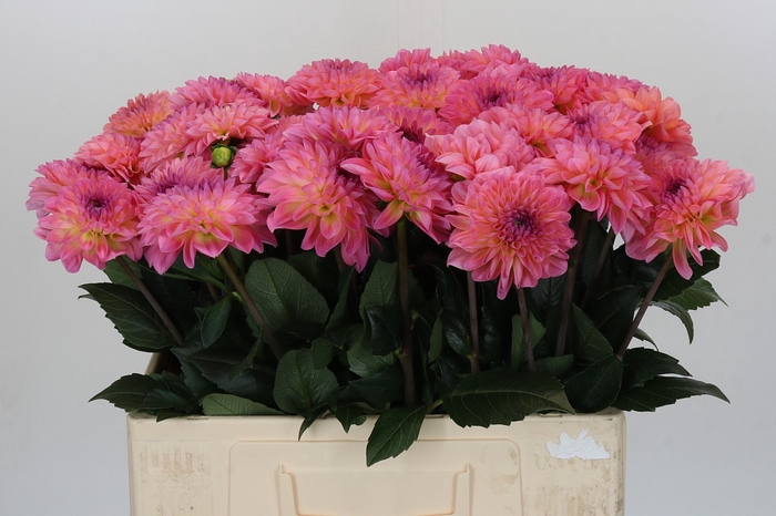 Dahlia Esli