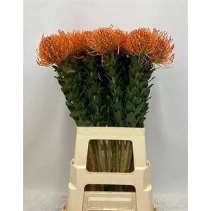 LEUCO AYOBA MAN ZEST