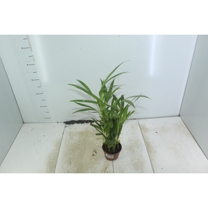 ARECA BAMBU P11